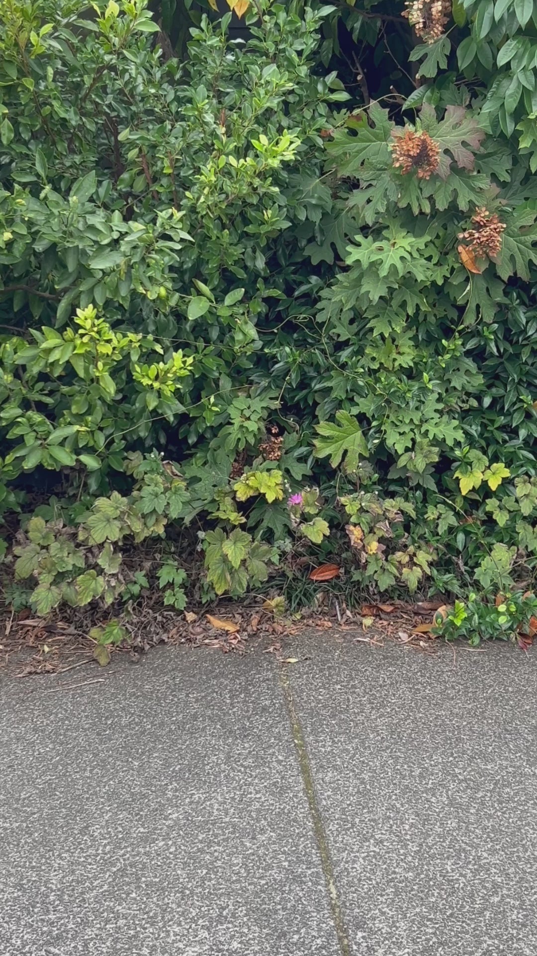 TCD Salem Skirt- Gold