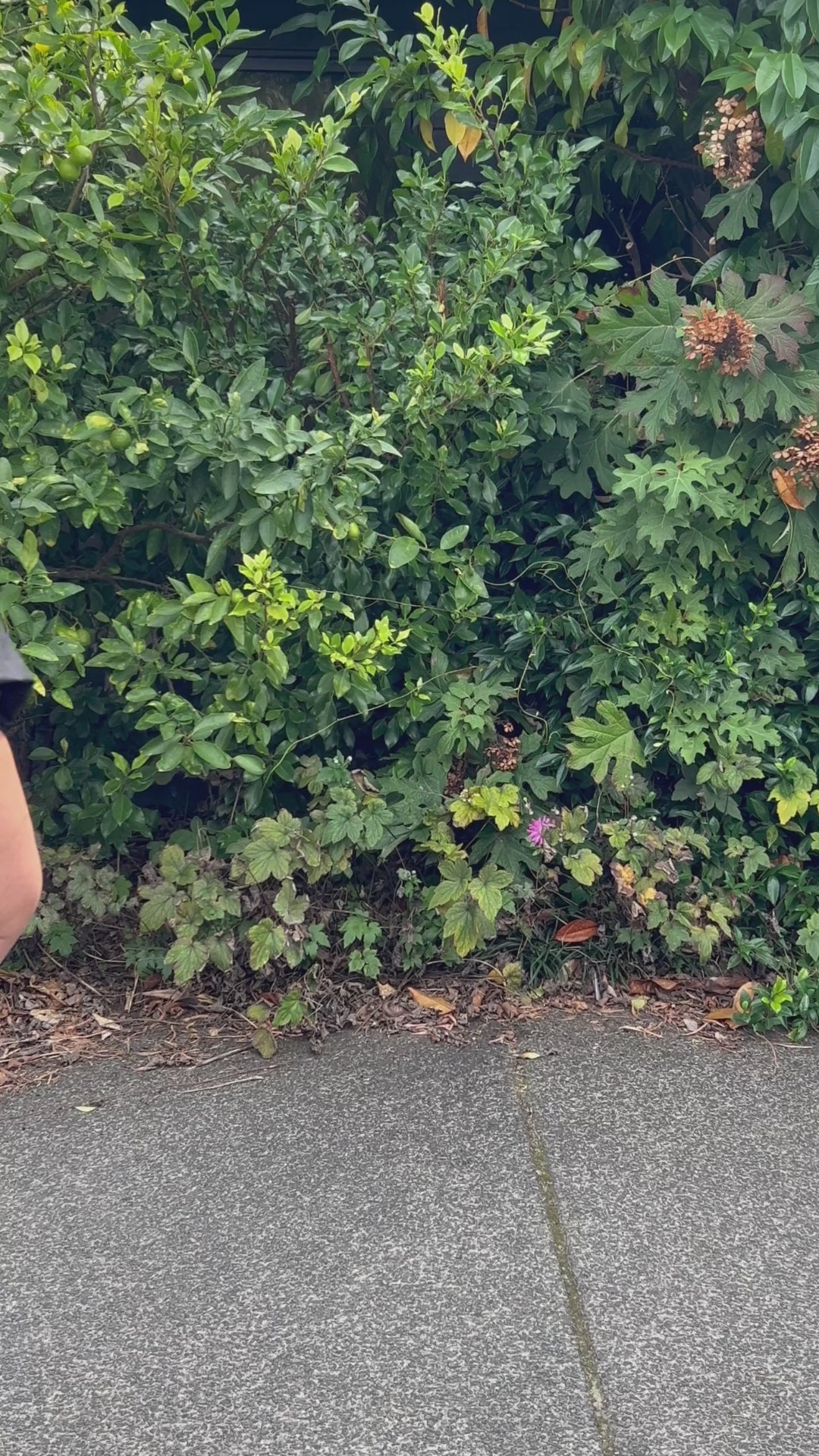 TCD Sabrina Drop Top- Black